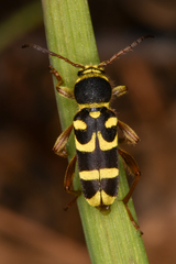 Clytus planifrons