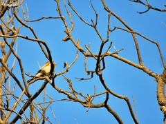 Haemorhous mexicanus