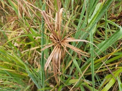 Cyperus meyenianus