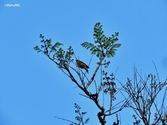 Haemorhous mexicanus