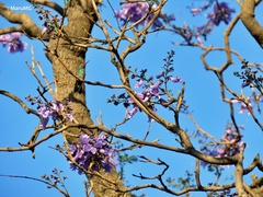 Jacaranda mimosifolia