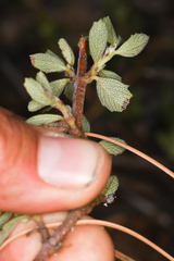 Ceanothus fresnensis