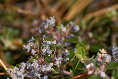Ceanothus fresnensis