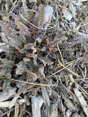 Pedicularis semibarbata charlestonensis