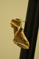 Habrosyne pyritoides