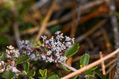 Ceanothus fresnensis