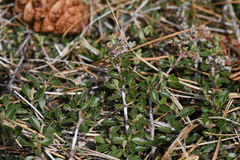 Ceanothus fresnensis