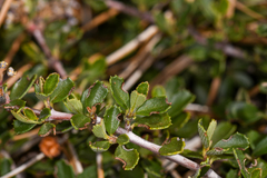 Ceanothus fresnensis