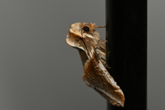 Habrosyne pyritoides