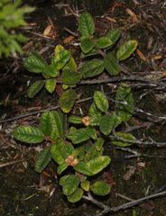 Pomaderris edgerleyi