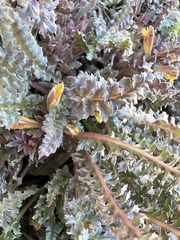 Pedicularis semibarbata charlestonensis