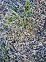 Bouteloua dactyloides