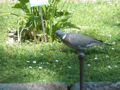 Columba palumbus