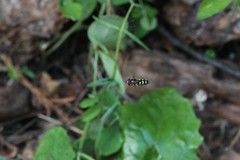 Lapposyrphus lapponicus