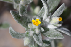 Eriophyllum nubigenum