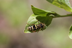 Clytus planifrons