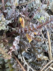 Pedicularis semibarbata charlestonensis