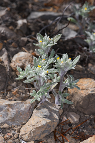 Yosemite woolly sunflower (Eriophyllum nubigenum)