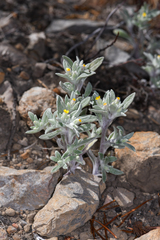 Eriophyllum nubigenum