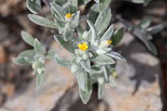 Eriophyllum nubigenum