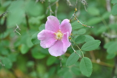 Rosa pisocarpa