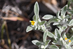 Eriophyllum nubigenum