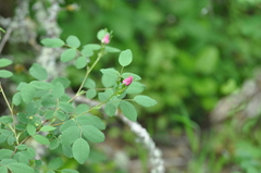 Rosa pisocarpa