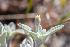 Eriophyllum nubigenum