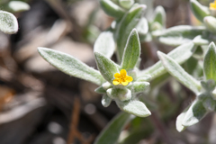 Eriophyllum nubigenum