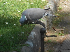 Columba palumbus