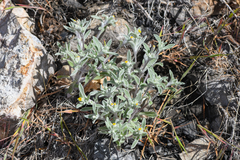 Eriophyllum nubigenum