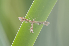 Geina periscelidactylus