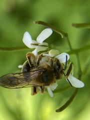 Andrena pruni