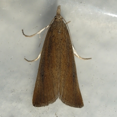 Thopeutis forbesellus