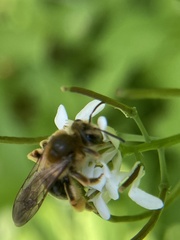 Andrena pruni