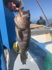 Sebastes serranoides