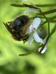 Andrena pruni