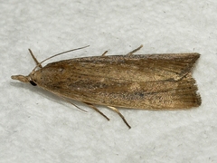 Thopeutis forbesellus