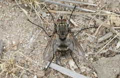 Dexiinae