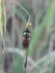 Chloromyia formosa