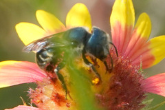Osmia chalybea