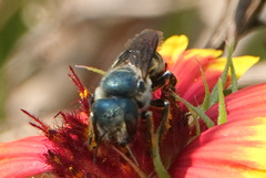 Osmia chalybea