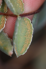 Pellaea bridgesii