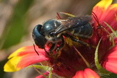 Osmia chalybea
