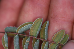 Pellaea bridgesii