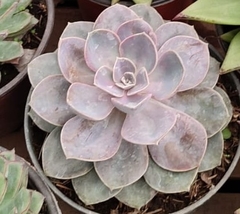 Echeveria gibbiflora × potosina