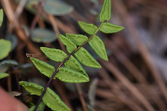 Pellaea bridgesii