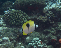 Chaetodon unimaculatus