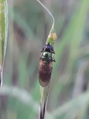 Chloromyia formosa