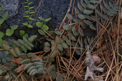 Pellaea bridgesii